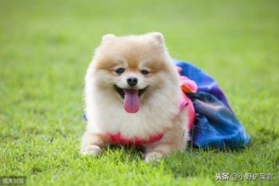 ​新手养巴哥犬合适吗？怎么样选购合适的巴哥犬