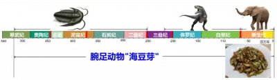 ​历经五次生物大绝灭繁衍至今古生物海豆芽研究