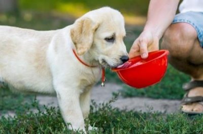 ​狼狗幼犬价格样式？纯狼狗幼犬价格