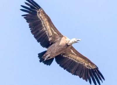 ​世界上飞的最高的鸟-黑白兀鹫，可飞到1万米的高空