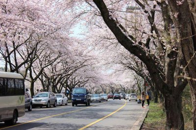 ​去日本旅游什么季节什么时候最好