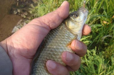 ​分享几个夏季出钓最佳的时间段 掌握好时机才能有好渔获