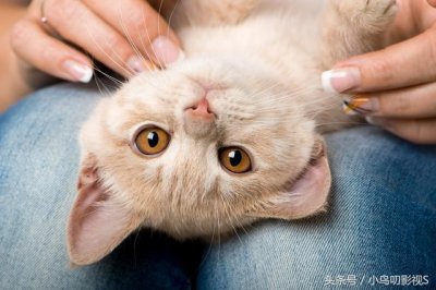 ​快乐养猫：猫为什么喜欢睡在主人身边？得知原因后心里暖暖的！