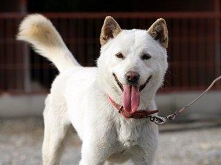 最能吃苦的中华田园犬：中国山犬，超霸气