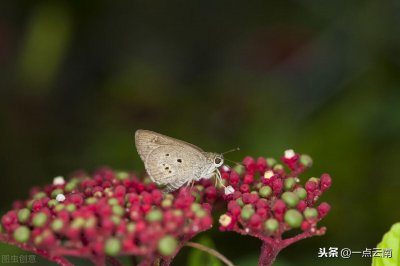 ​又丑又臭！消失30年的云南“尸花”寄生花重现江湖