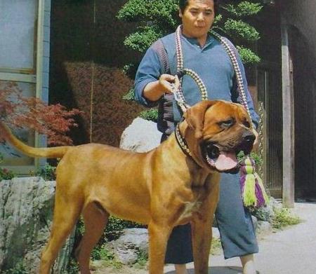 日本土佐：亚洲第一烈性斗犬