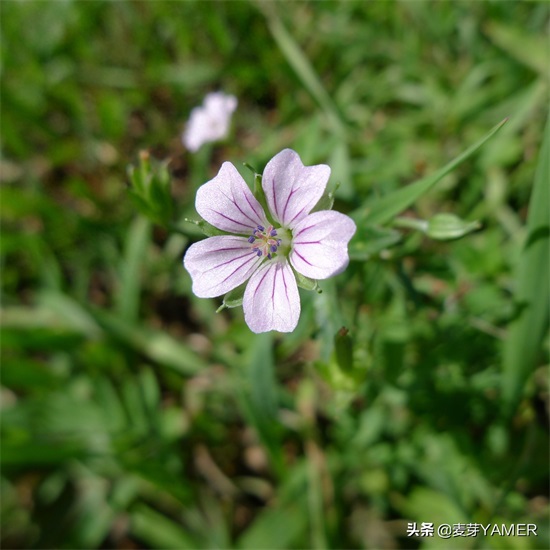 每天认识一种植物：牻(máng)牛儿苗