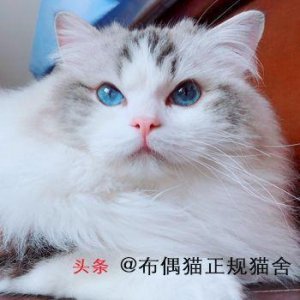 ​猫咪的品种介绍及图片