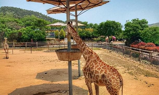 青岛市最值得去的景点是哪里(青岛五大景点不去是遗憾)(7)