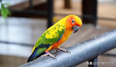 ​2025年鹦鹉价格，普通人看看就好，真买得起的不多！