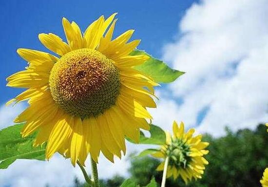 向日葵寓意（向日葵花的独特魅力以及花语介绍）
