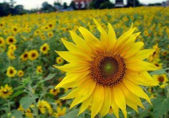 向日葵寓意（向日葵花的独特魅力以及花语介绍）