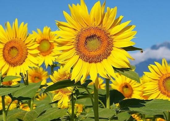 向日葵寓意（向日葵花的独特魅力以及花语介绍）