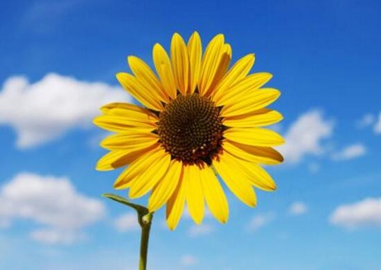 向日葵寓意（向日葵花的独特魅力以及花语介绍）