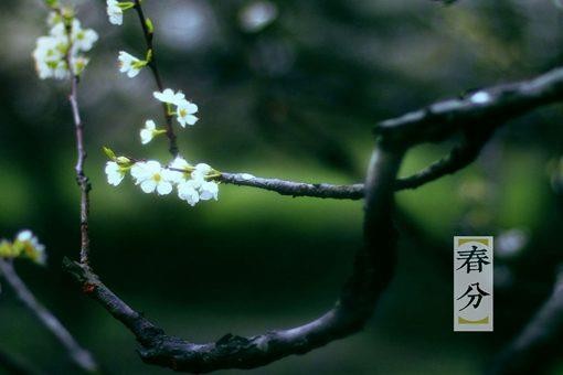 春分为什么要竖蛋?