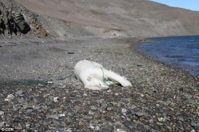 ​挪威卡尔王子岛年幼北极熊疑遭俄罗斯科学家开枪射杀