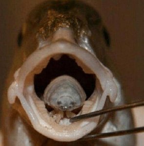 ​贝蒂寄生虫又喊外星寄生虫，寄生在鱼嘴大概你天天都在吃