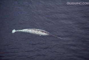 世界上最神秘的动物之一