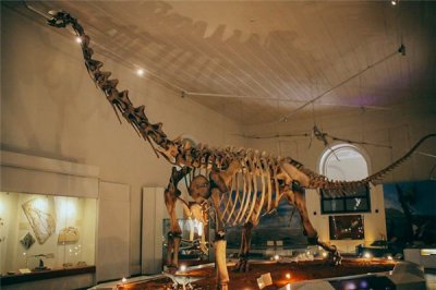 ​雷前龙：发现于1981年南非（拇指灵活但隔壁较短）