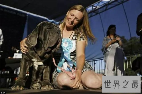 最丑的狗长什么样 曾获得世界最丑的狗大赛冠军