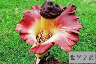 ​尸臭花长什么样 美国培植尸臭花三年开一次