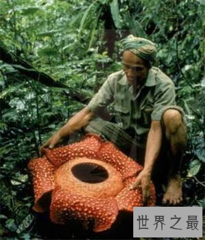 尸臭花长什么样 美国培植尸臭花三年开一次