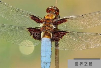 ​世界上眼睛最多的昆虫 一只复眼包括28000多只小眼(蜻蜓)