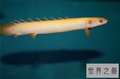 ​九角龙鱼堪称水中帝王 如何养殖九角龙鱼