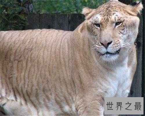 狮虎兽VS虎狮兽谁更厉害 两者的成活率仅有50万分之一