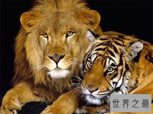 狮虎兽VS虎狮兽谁更厉害 两者的成活率仅有50万分之一