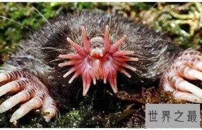 ​世界上进食最快的动物，星鼻鼹鼠(0.25秒全部搞定)