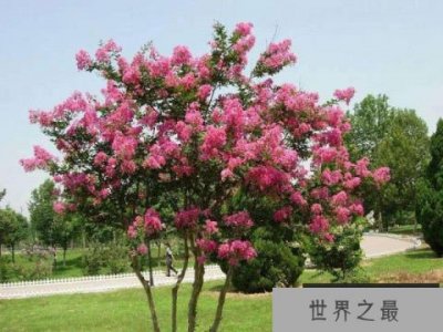 ​世界上最敏感的树，紫薇树怕痒一碰就颤抖不止