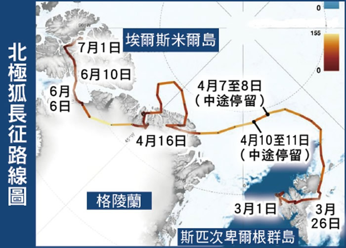 北极狐完成“史诗级”长征。