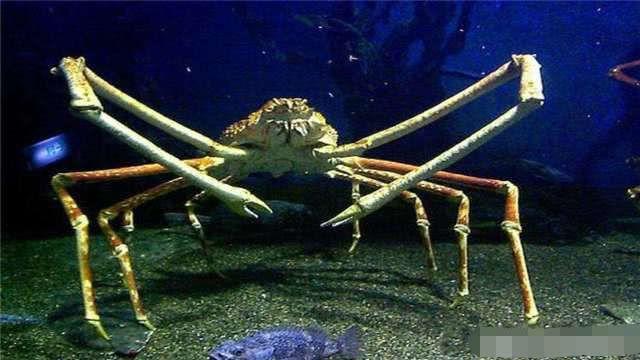 世界上最大的螃蟹，被称为“杀人蟹”，没想到却败给了吃货！