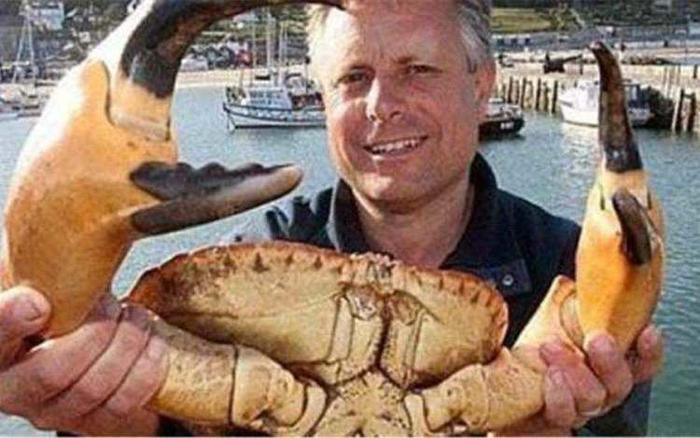 世界上最大的螃蟹，被称为“杀人蟹”，没想到却败给了吃货！