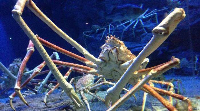 世界上最大的螃蟹，被称为“杀人蟹”，没想到却败给了吃货！