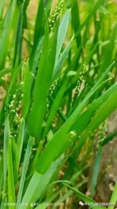 ​百草谱（二十）日本看麦娘