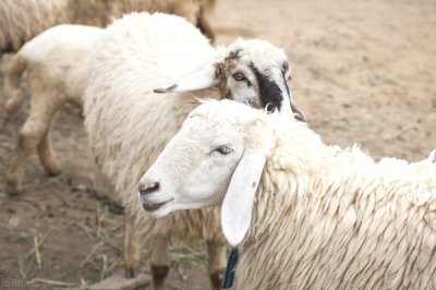 ​小尾寒羊的缺点是致命的，养不好很有可能颗粒无收