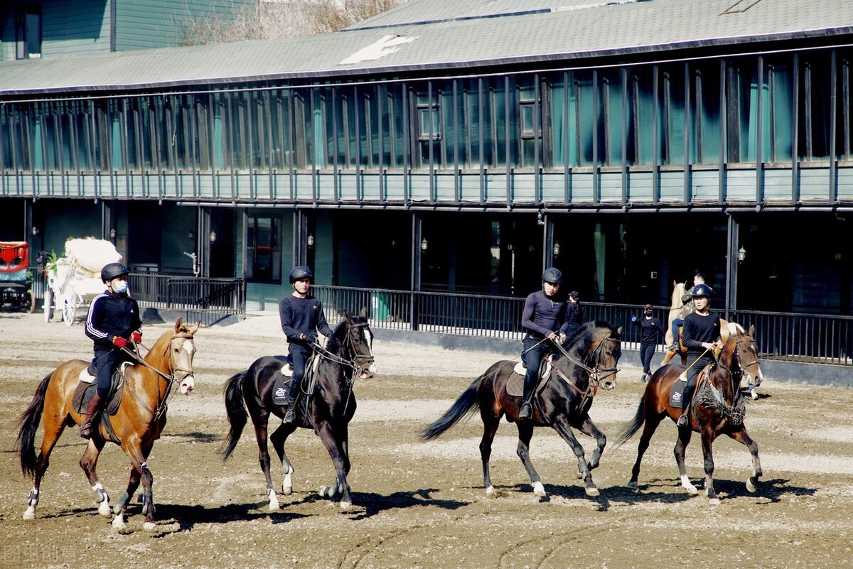 世界上最贵的马是什么品种(最贵的马是什么马)(图3) 世界上最贵的马是什么品种(最贵的马是什么马)(图3)