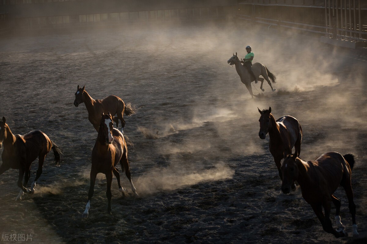世界上最贵的马是什么品种(最贵的马是什么马)(图2) 世界上最贵的马是什么品种(最贵的马是什么马)(图2)