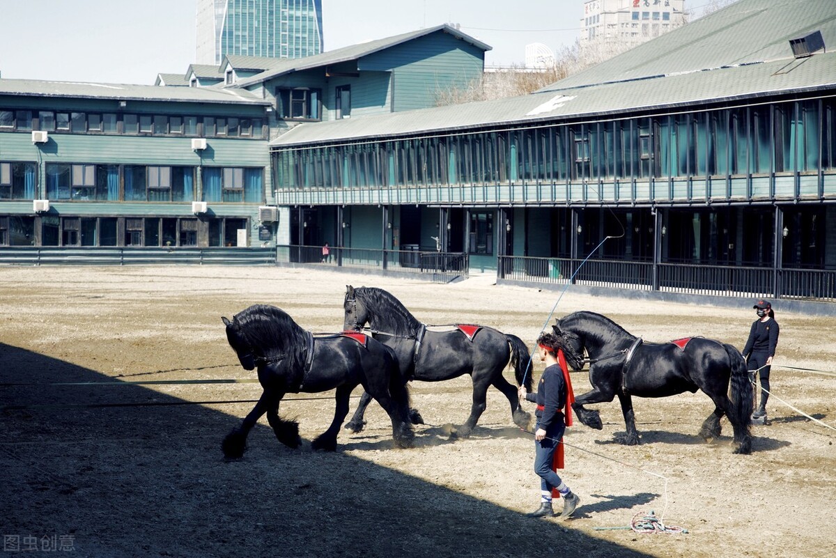 世界上最贵的马是什么品种(最贵的马是什么马)(图4) 世界上最贵的马是什么品种(最贵的马是什么马)(图4)