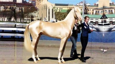 ​世界上最贵的马是什么品种（最贵的马是什么马）