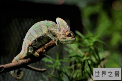 ​世界著名的十大蜥蜴品种，科莫多巨蜥上榜，第一是伪装大师