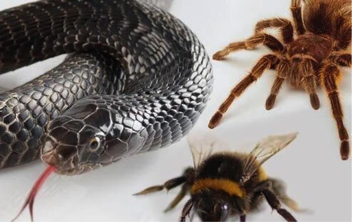 全球盛行的十种“恐惧症”,第十“患者”最多,看看你符合哪个?