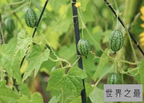 世界最小西瓜佩普基诺,只有3厘米大(1口10个)