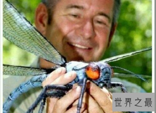世界上最小蜻蜓,蜻蜓界的迷你公主!