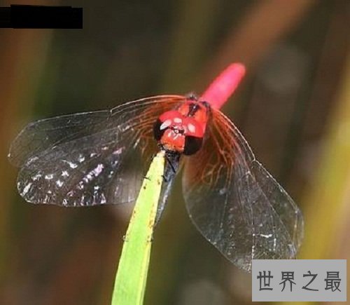 世界上最小蜻蜓,蜻蜓界的迷你公主!