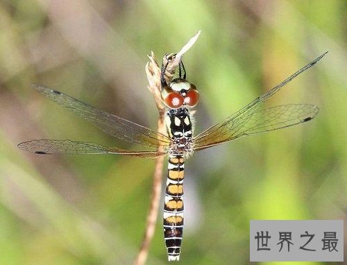 世界上最小蜻蜓,蜻蜓界的迷你公主!