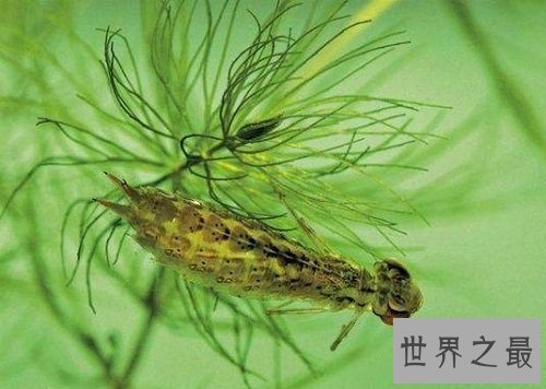 世界上最小蜻蜓,蜻蜓界的迷你公主!