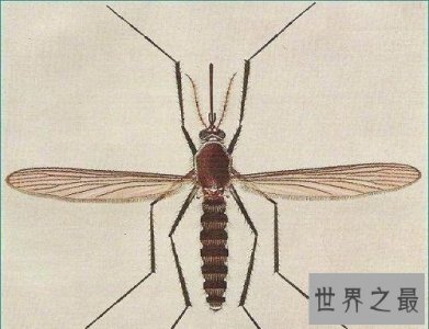 ​世界上最小蜻蜓，蜻蜓界的迷你公主！